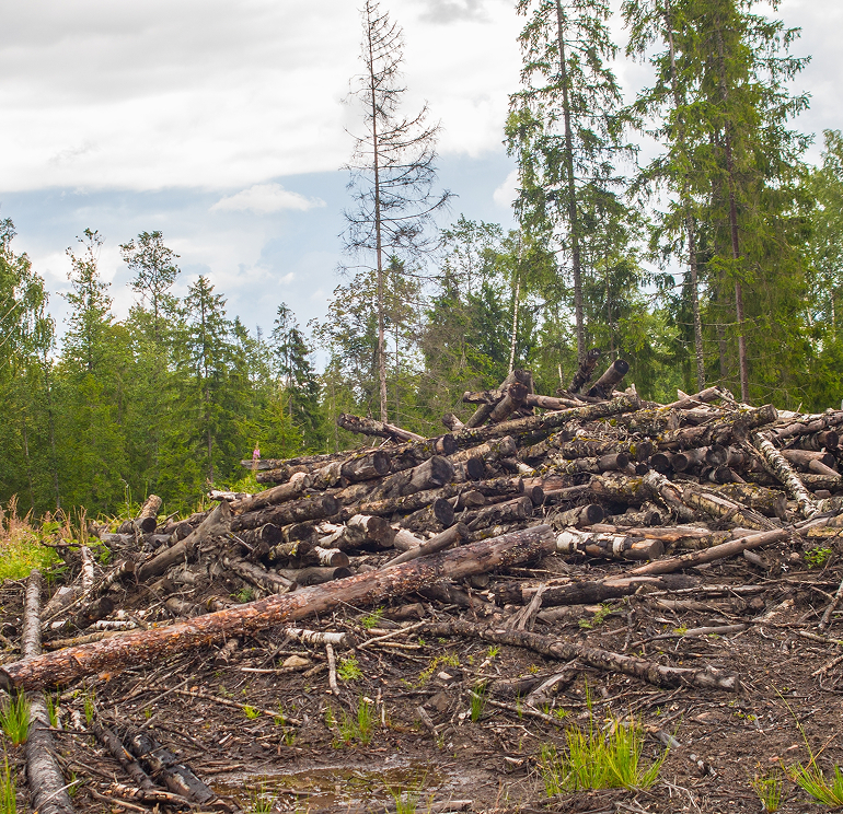 Pile of downed timber in a forest.
