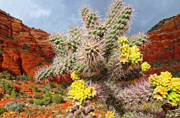 Cholla cactus with yellow fruit in foreground with red stone cliffs in background