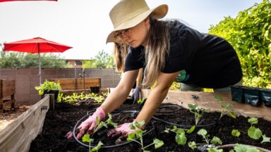A woman wearing a sunhat and gloves tends to young plants in a raised garden bed at Arizona State University, symbolizing the school’s hands-on commitment to sustainability and environmental stewardship.