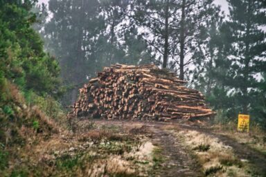 Stack of cut logs on a forest path surrounded by trees and vegetation.